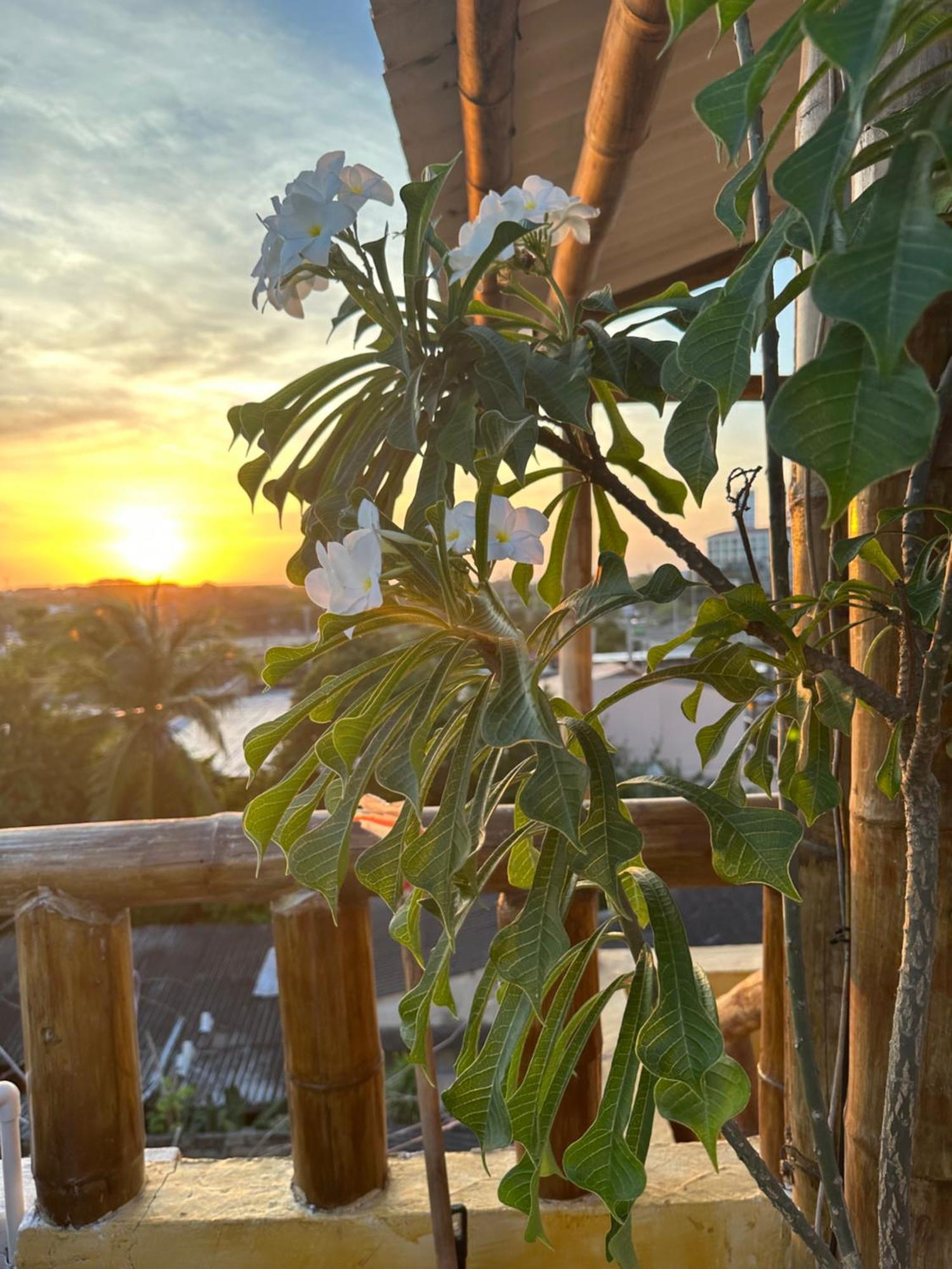 Bambumar * Cartagena